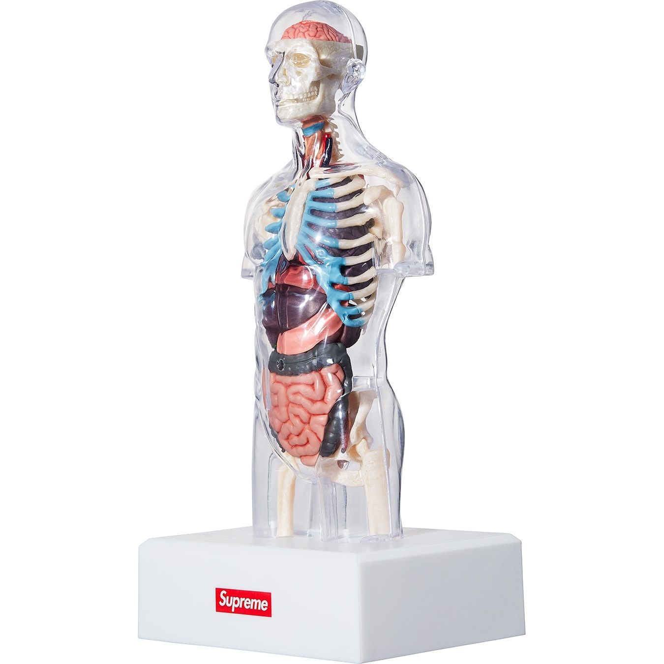 Male Anatomy Model view 2